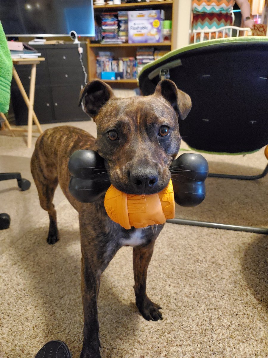GOALworlds's tweet photo. My #WritingBuddy really wants me to play. With two toys at once. #RoxasTheDog #DogPictures #Dog https://t.co/sRvySNfHzy