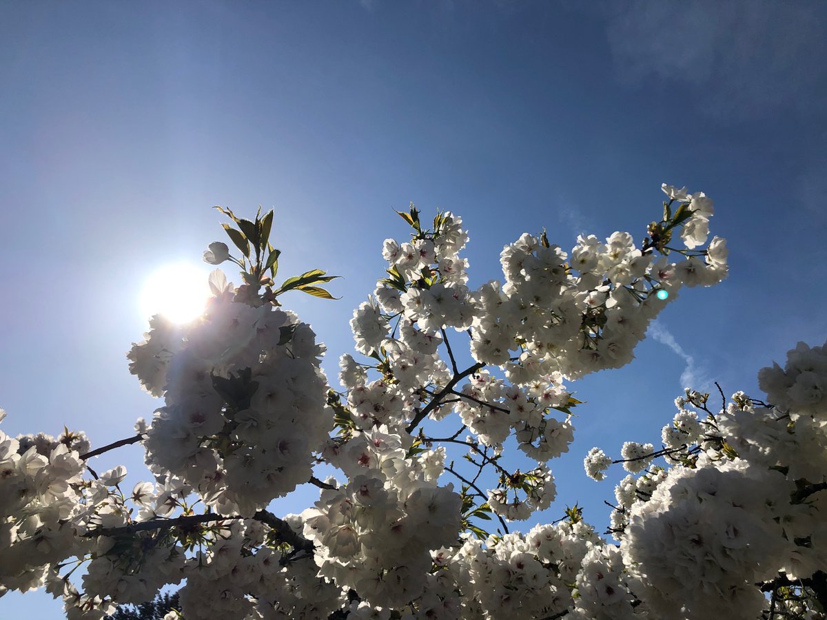 RevCharBP's tweet photo. Christ is Risen - the Light of the world coming to us as the sun shines through the spring blossom. Happy Easter https://t.co/SCjBh5GDIk