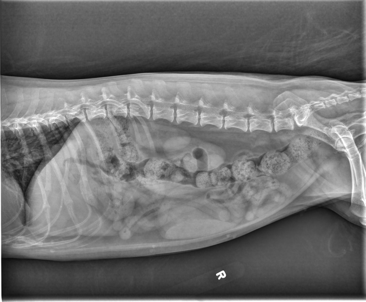 MircVet's tweet photo. Hello
The case of the week is a:
10-year-old female spayed dog Skye Terrier. Seems to be straining
https://t.co/1zWvOAInVP
As usual, click on the link or the images to access the website with all the images, report, and diagnosis.
#caseoftheweekmirc @AVMAvets @utcvm @TheACVR https://t.co/g5ta21uA8W