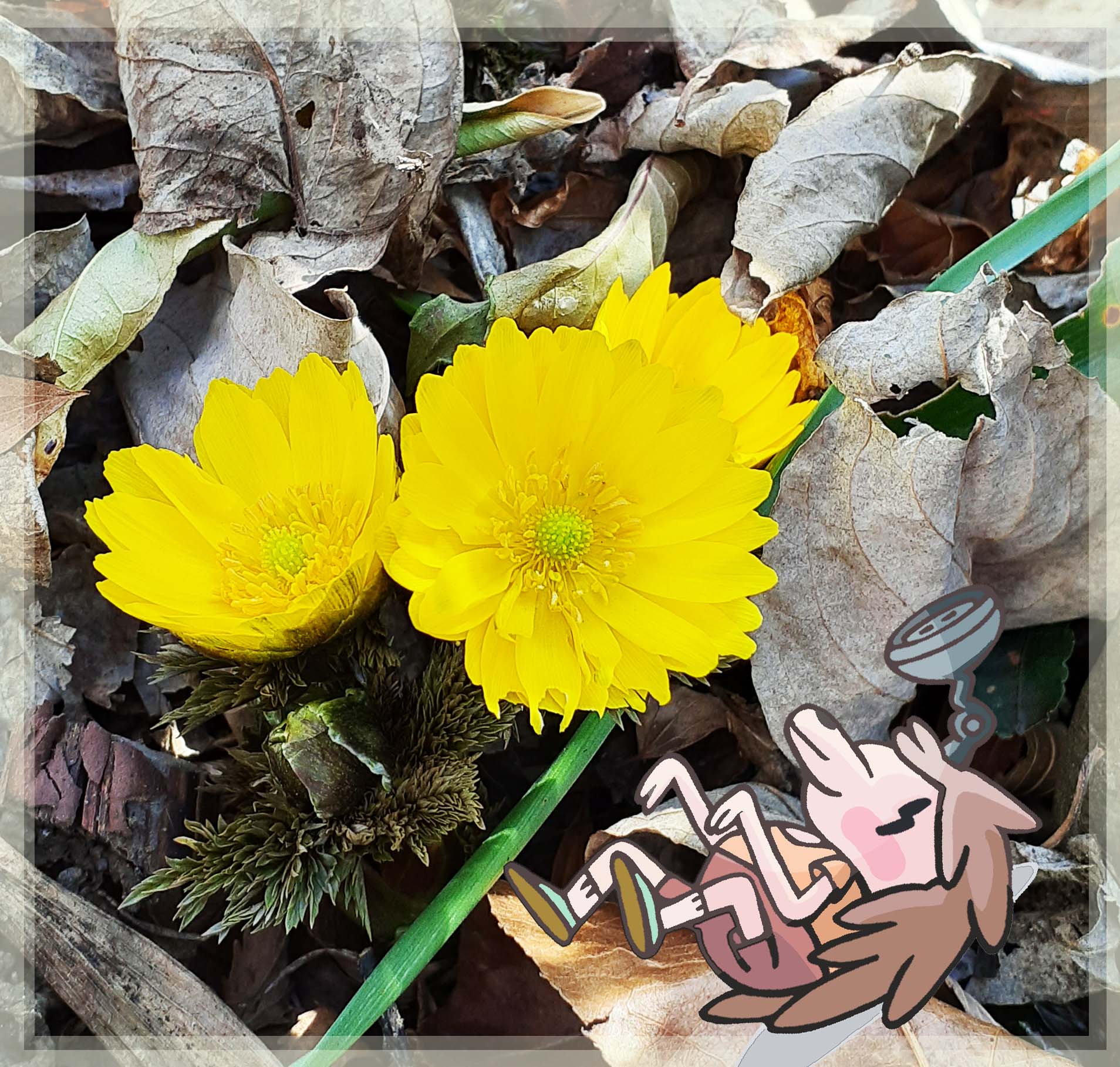かろやかにシャワン 4月6日の誕生花は福寿草 1月あたりに咲く花なんですが 4月も誕生花なんですね 花言葉は 幸せを招く 永久の幸福 名前の通りとても縁起の良いお花ですね ただ 毒草なので フキノトウと間違えて食べるのは危険です