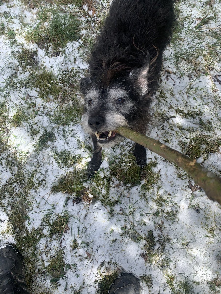 artdirectionk's tweet photo. Gorgeous day for a walk with a very happy senior dog ☀️❄️🐶 #BankHolidayMonday #Easter #MondayMotivation #AdoptDontShop #EasterWeekend2021 #ThirdLockDown #LoveDurham ❄️ #UKSnow @WoodlandTrust @SunderlandUK @SunderlandPic #NorthEastEngland #SometimesItSnowsInApril https://t.co/t0Xpdz9uj4