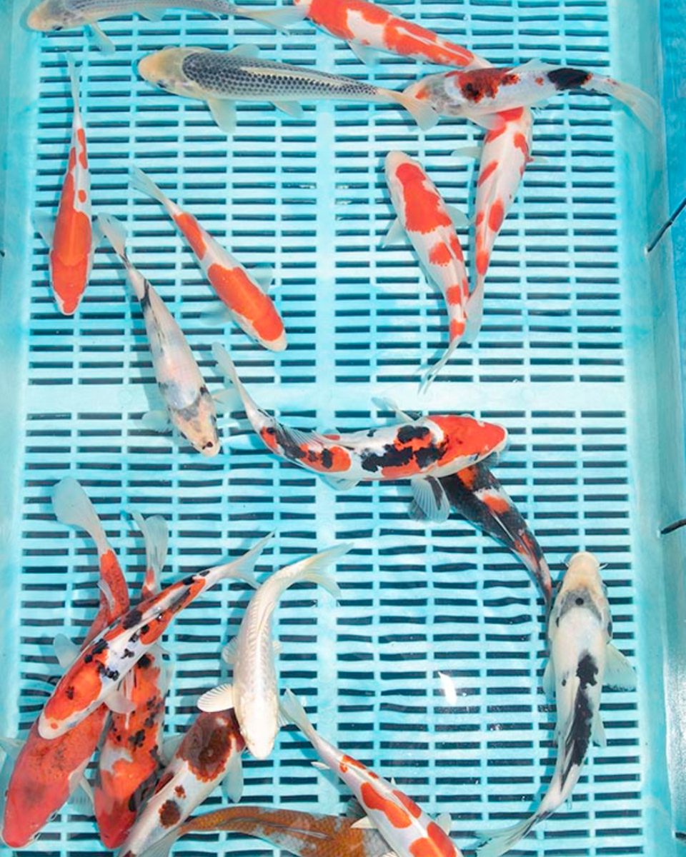 kitsukoi's tweet photo. A small selection of Tosai currently in Pond D - £85 per Koi 

Available to take home today https://t.co/rHmp0VtpmY