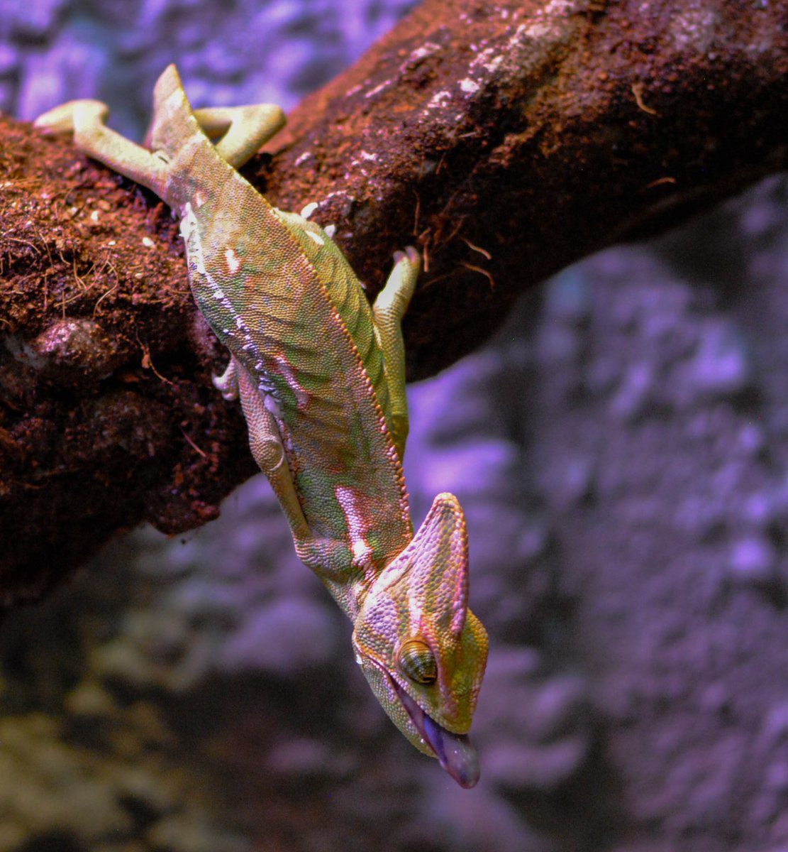 isopodist's tweet photo. A little chameleon action on this Monday morning! Other than isopods do you collect anything else?!? Let us know! ⬇️

📸: @sc.herpetoculture

#isopod #isopods #isopodsource #isopoda #veiledchameleon #bioactive #wildlifephotography #macrophotography #bbcwildlife @BBCEarth https://t.co/ie5rx1wKqz