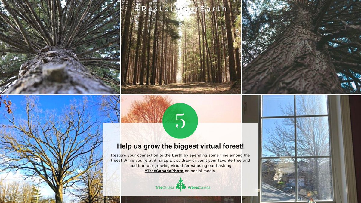 TreeCanada's tweet image. Tip # 5: Restore your connection to the 🌎 by spending some time among the #trees! While you’re at it, snap a pic 📸, draw✍️ or paint🎨 your favorite tree and add it to our growing #virtualforest using our hashtag #TreeCanadaPhoto on social media!

#EarthDay2021 #RestoreOurEarth
