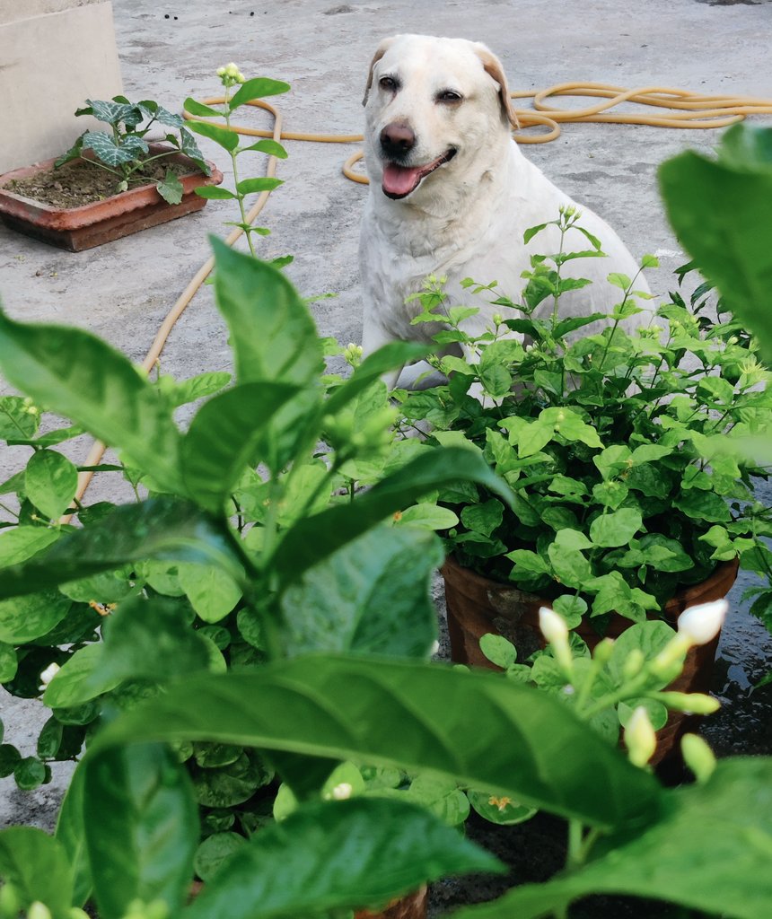 lokhhimeye's tweet photo. My evening companion while I water the plants.
#lucybug https://t.co/GehuM3ugZB