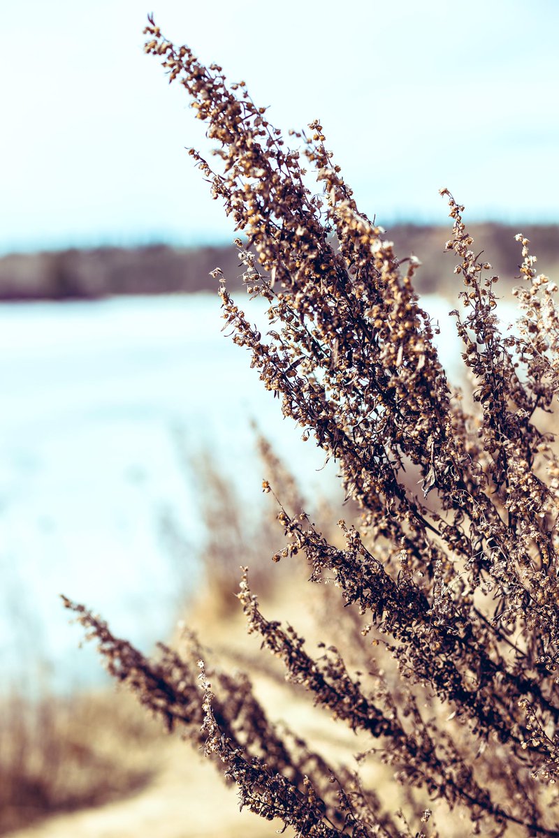 Not quite padding season yet. Not quite wormwood season yet.