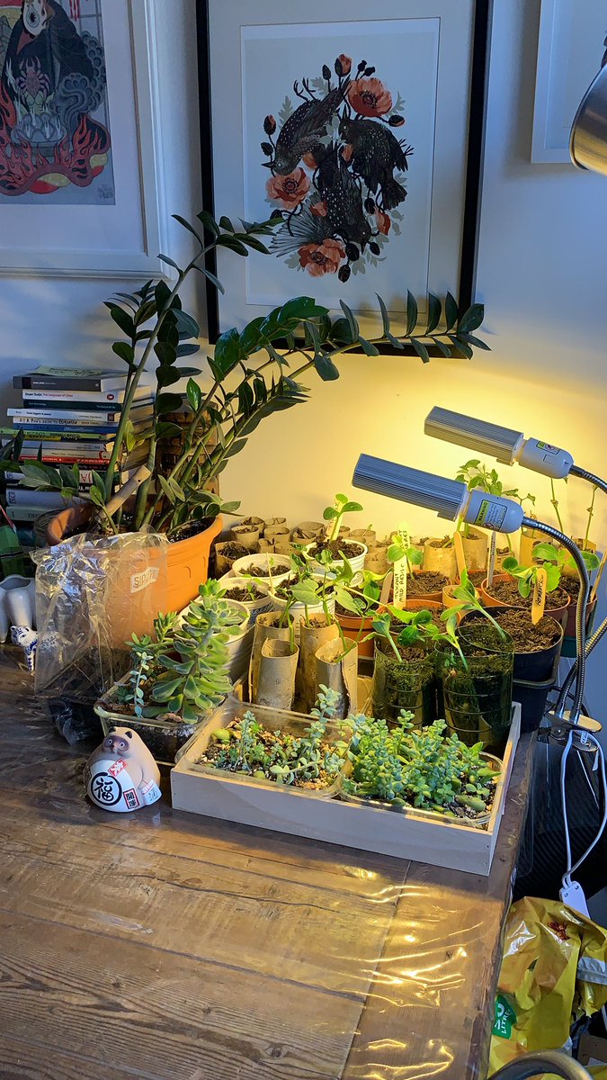 I had a million things on my to do list but why not spend 2 hours reporting seedlings