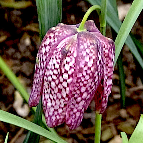 Lockdown Diary – Easter Bonnets… - grumpyoldbirder.com/easter-bonnets/ ['Subscribing' to Grumpy Old Birder posts is very easy... complete the form on the right of the blog post and click the confirm link which is sent so you won’t miss a post.]