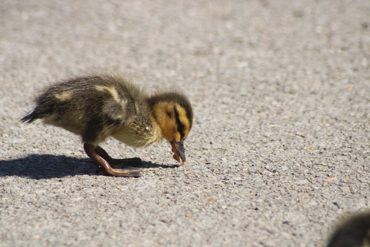 This guy though.Baby duck thread - Part 2