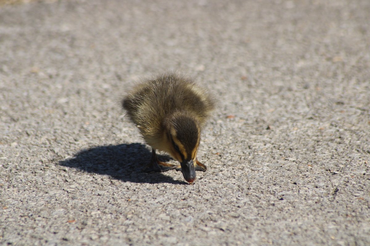 This guy though.Baby duck thread - Part 2