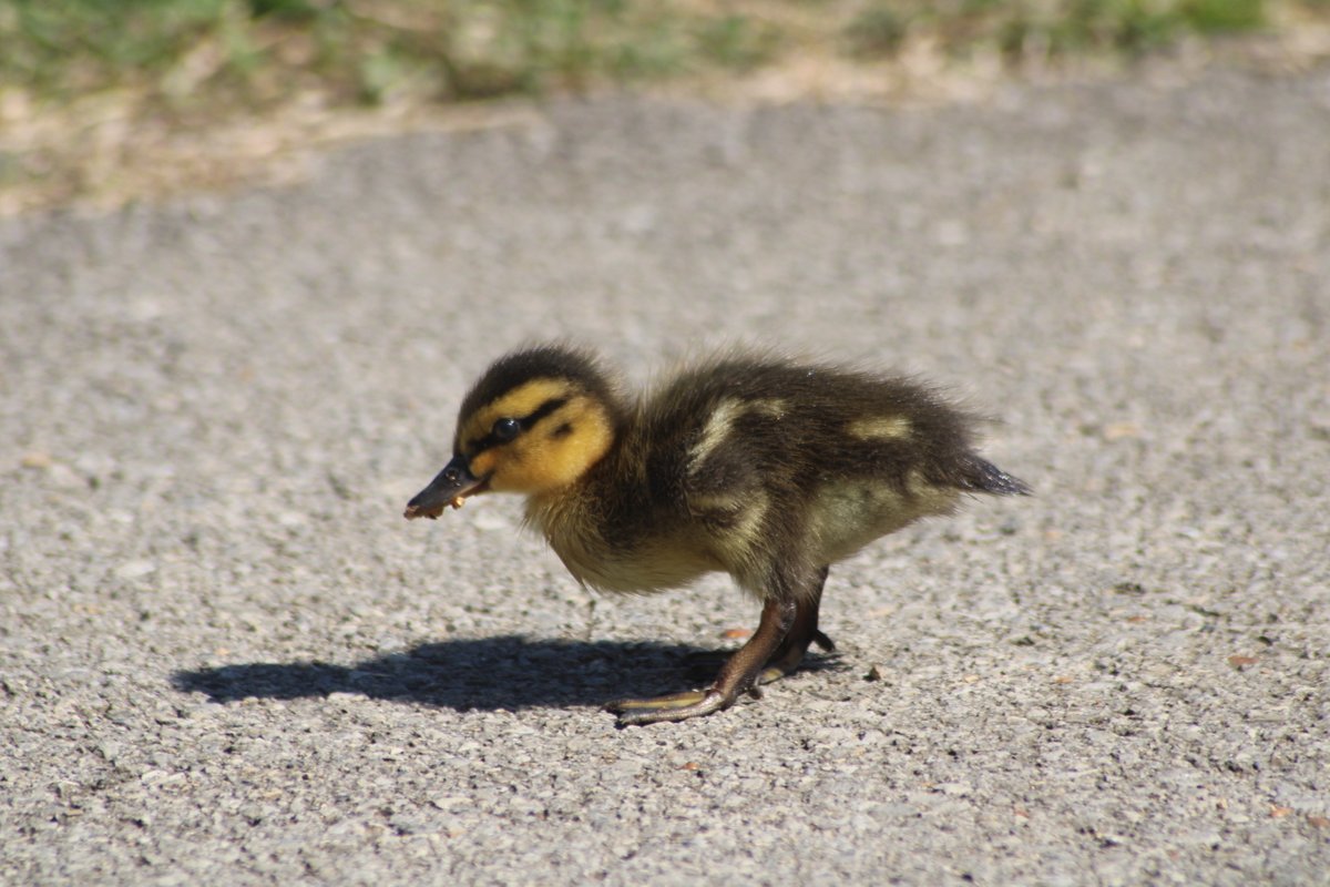 This guy though.Baby duck thread - Part 2