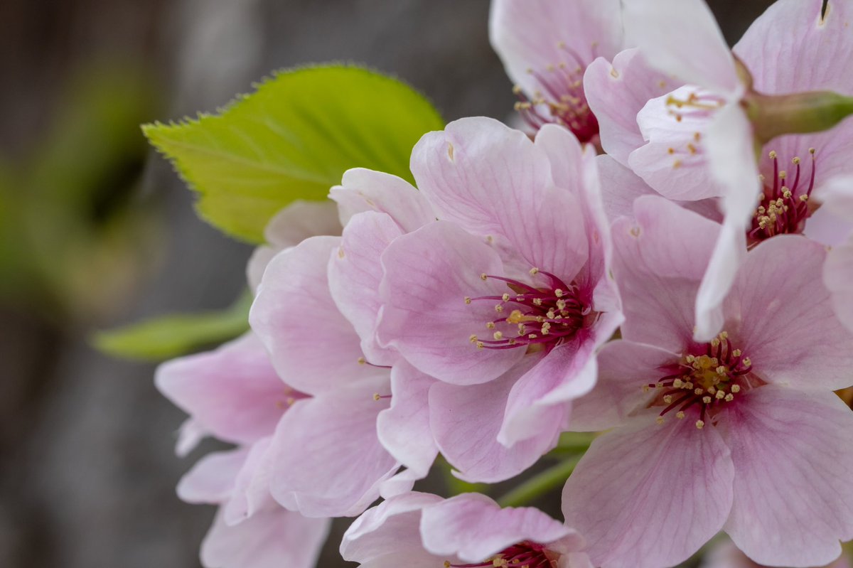 joshtm1103's tweet photo. 先週末には大分葉桜になっていました。
今年の桜はそろそろおしまいかな？また来年楽しみです😊

#サクラ　#桜　#葉桜 
#eos90d #tamron https://t.co/BQM39wmg8Z