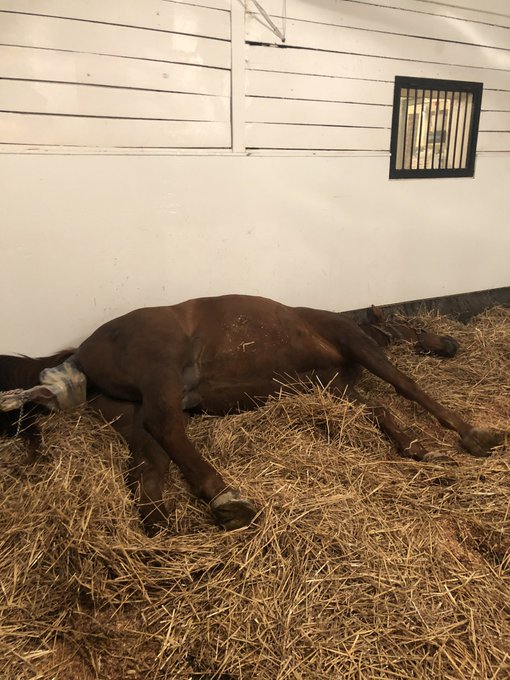 Just incredible watching this giant colt enter the world last night. #waldorffarm https://t.co/Vrjc5<a href="/tag/waldorffarm"class="tags"><span>#waldorffarm</span></a>