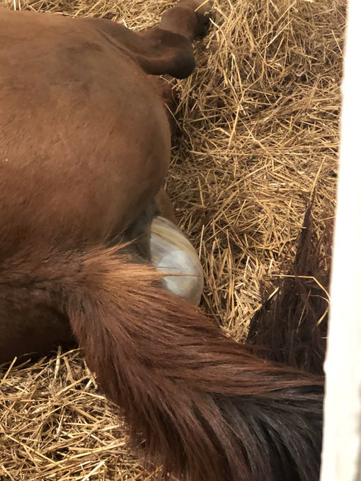 Just incredible watching this giant colt enter the world last night. #waldorffarm https://t.co/Vrjc5<a href="/tag/waldorffarm"class="tags"><span>#waldorffarm</span></a>