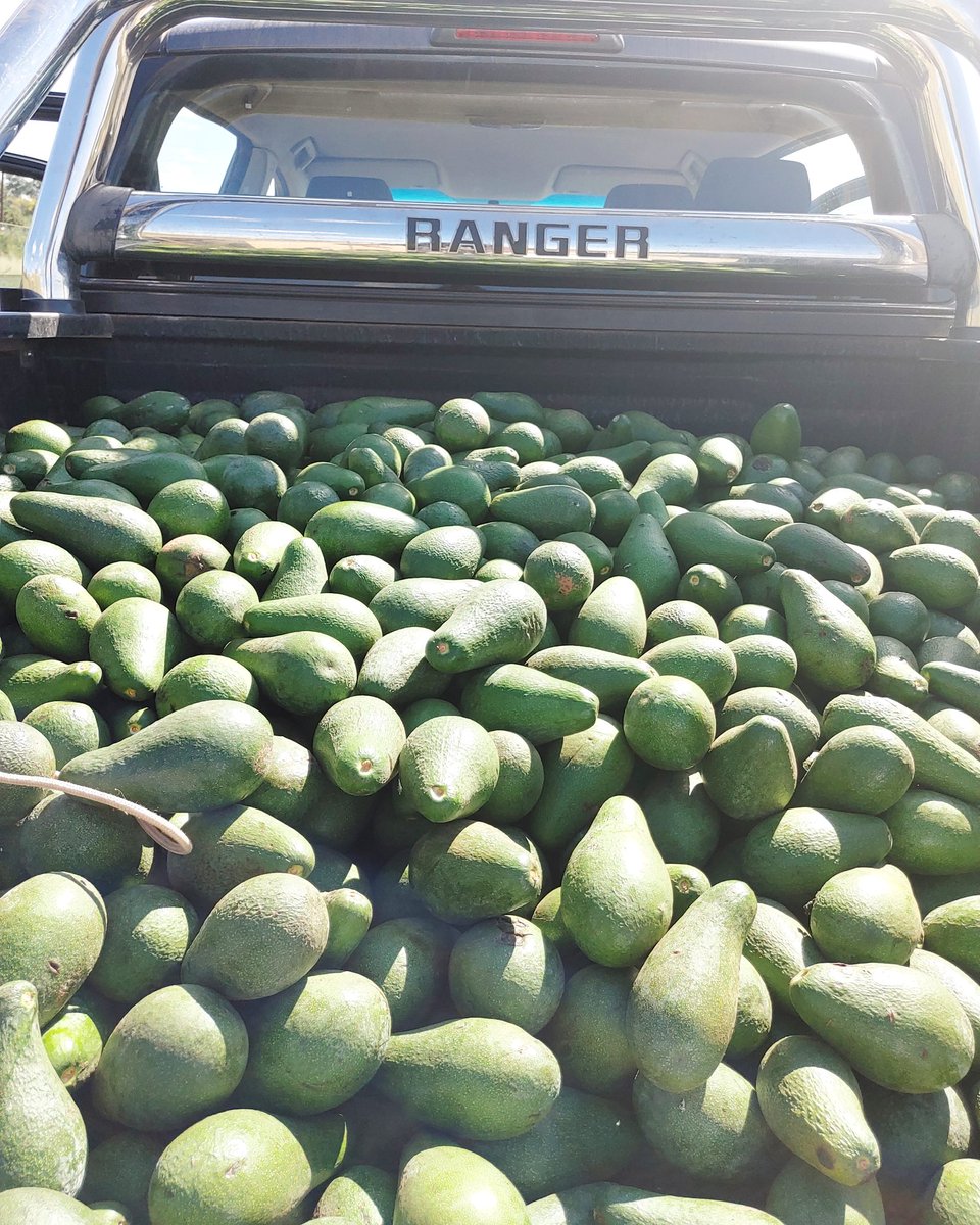 Fuerte Avocado from Limpopo R50 for 7. Based in Fourways