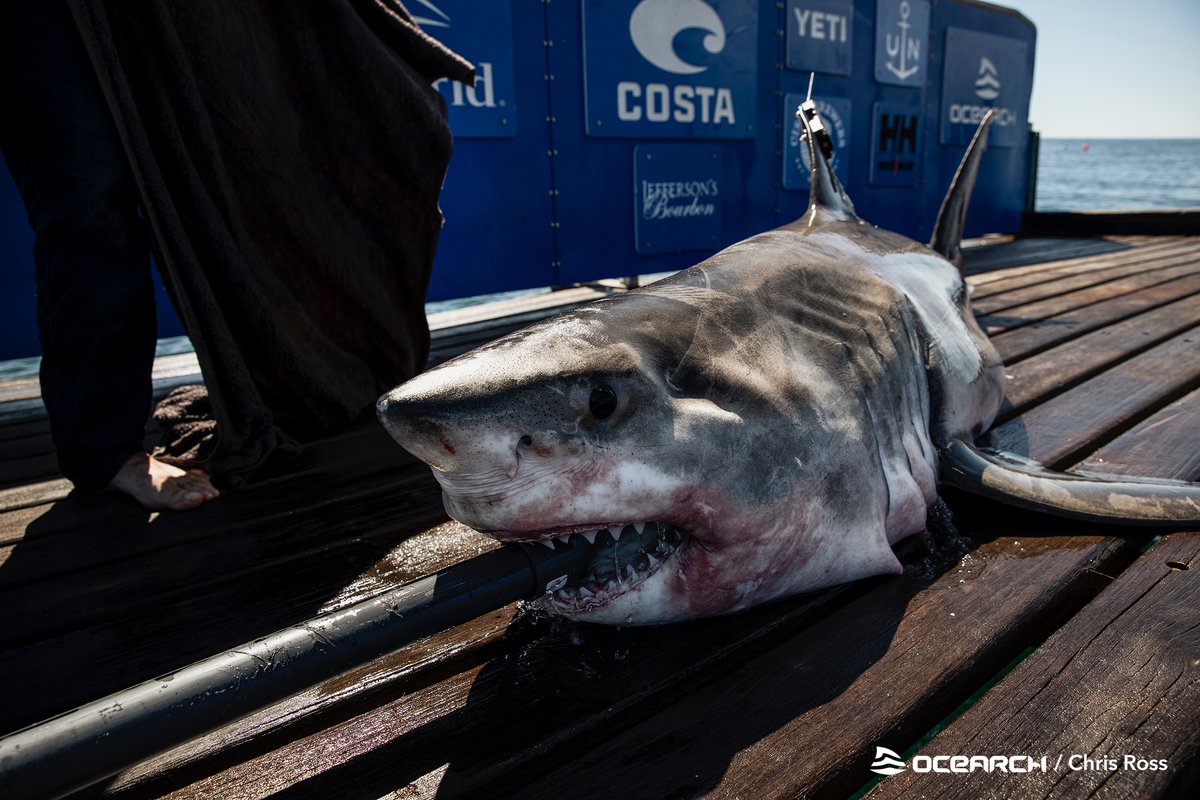 You can now track our newest female shark, Charlotte on the OCEARCH Global Shark Tracker! Follow her track: ocearch.org/tracker/detail… 📷: Chris Ross #OCEARCH #ExpeditionCarolinas #FactsOverFear #WhiteShark #GreatWhite #Charlotte