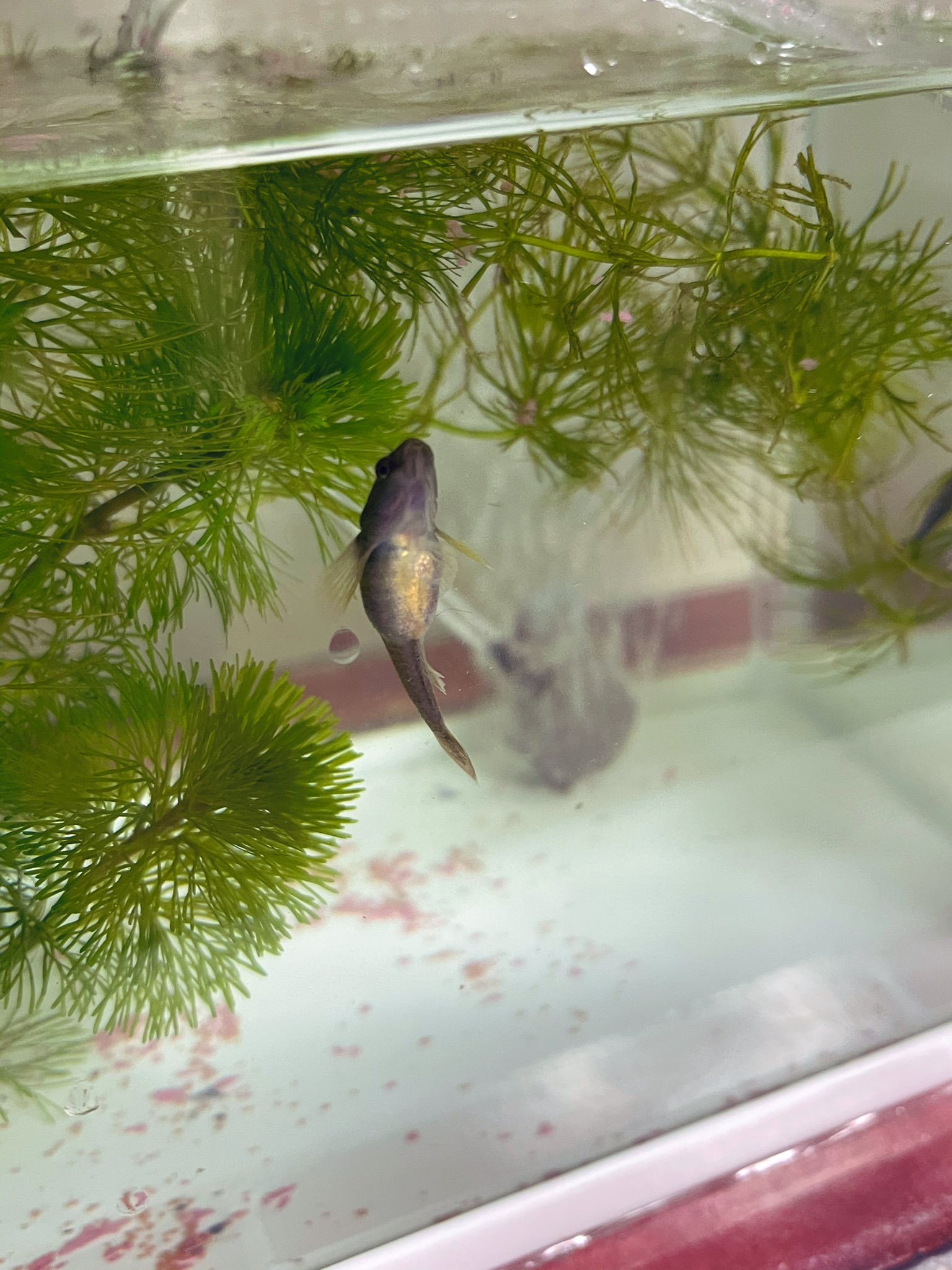 ひろぷぅ ちなみにヨシノボリちゃん 多分カワヨシノボリ は池のところにいた小学生に貰ったんだけど 最初からお腹パンパンの妊婦さん 病気かな とも思うけど時期的には繁殖期だし多分卵だよな このお腹で水槽のガラスにくっついたり 金魚から逃げて