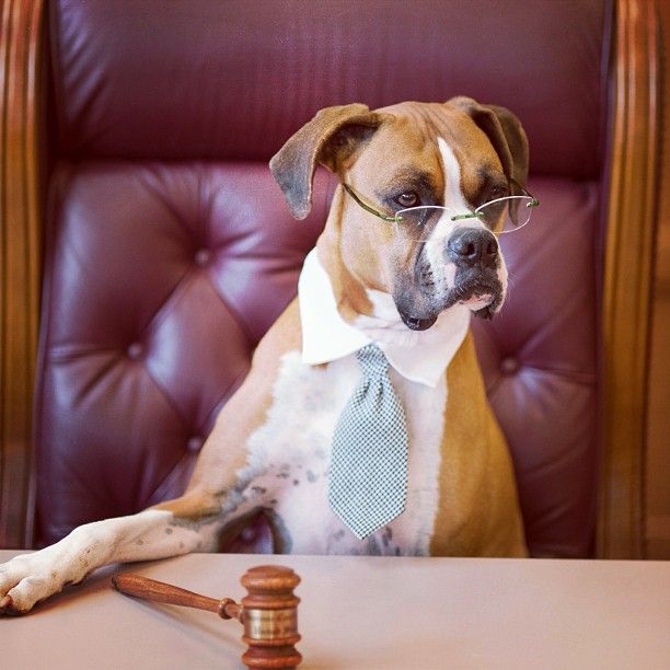 Our bill amending the law to provide for termination of ownership of an animal after completing a stray hold is sitting in committee.  We need to mobilize the masses to get our representative's attention! 

It is House Bill 1087.  Please call your representatives!