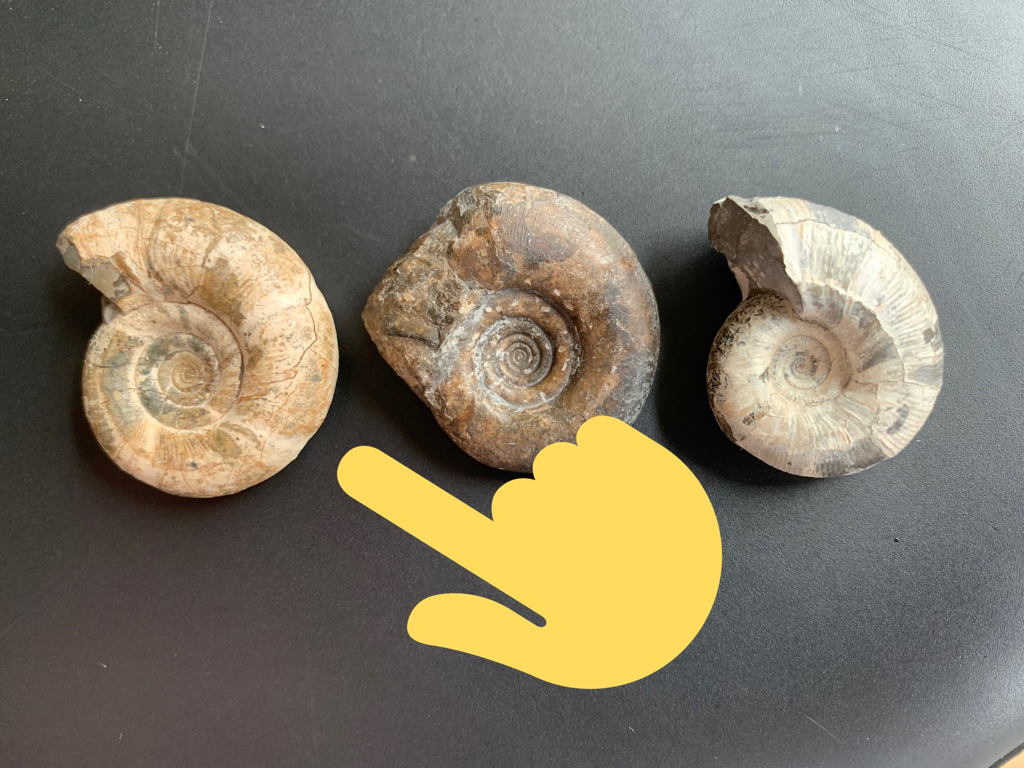 北海道 アンモナイト 希少種 超レア・メタプラセンチセラスの群生標本