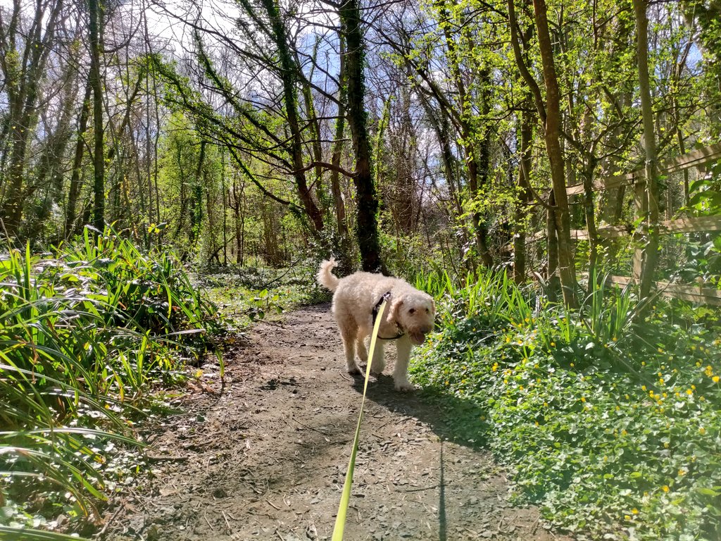 Nant Y Groes woods, formerly known as Upper Dingle