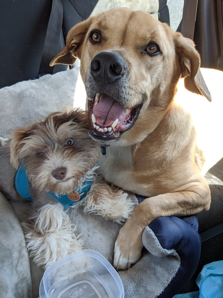 FenixPerrito's tweet image. Me and Rory