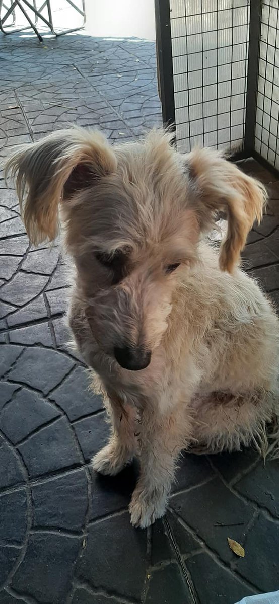 ALEXIANA777's tweet photo. Andrea Alfonsin
Hola! Hace mucho tiempo que va a la parrilla de Irigoyen y García Moreu (en localidad de Martinez), Buenos Aires. 
Comparto por si tiene un dueño que lo busca. Es hembra https://t.co/lVYqqIBWc8 @soyleomontero https://t.co/mfWJcvGLZw