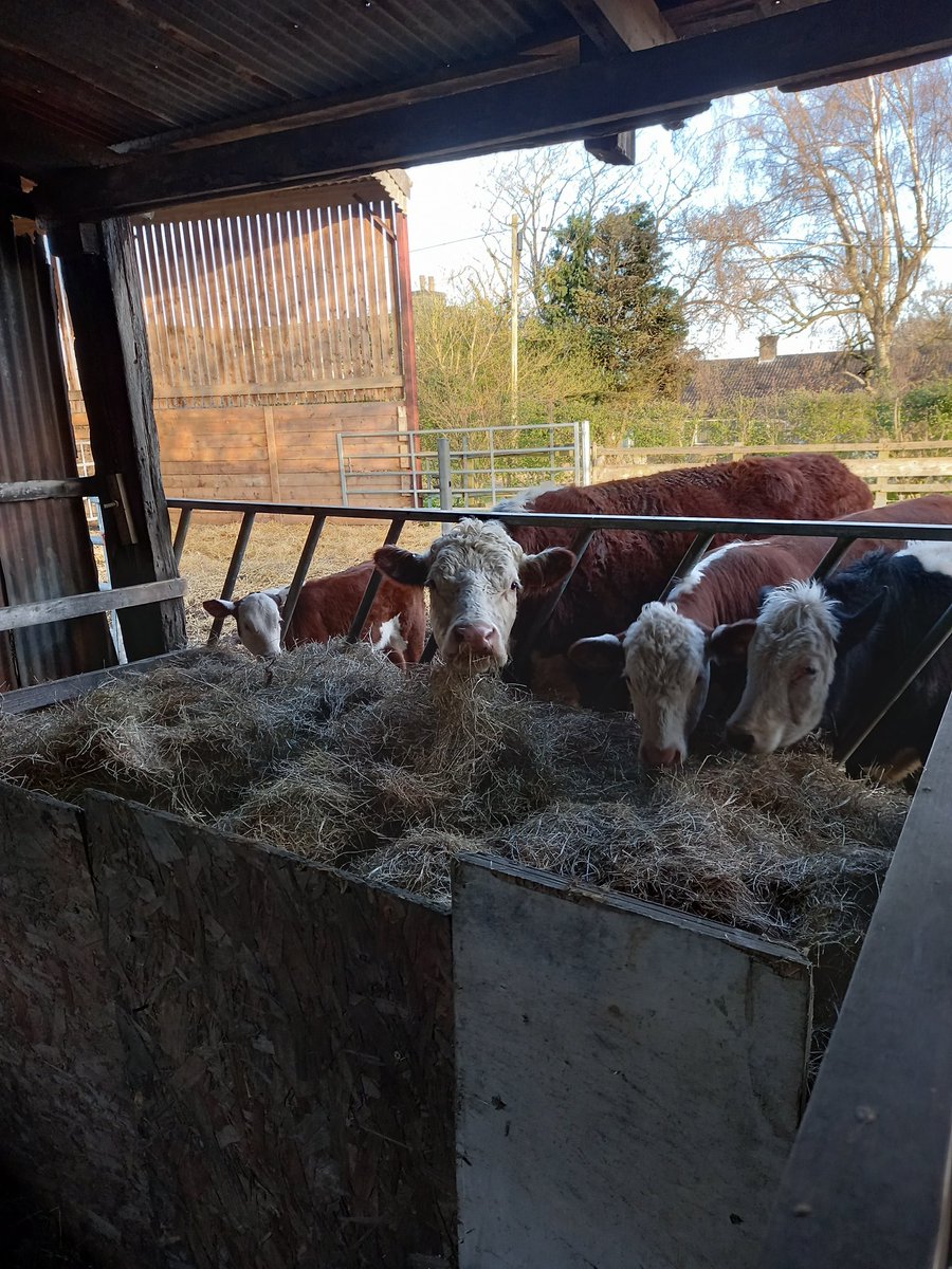 farmwalnut1's tweet photo. Must be tea time #herefords https://t.co/uWq4w4hBdb