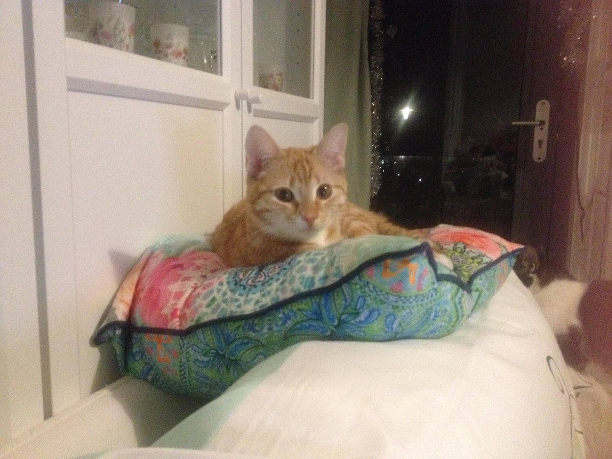 sylviasmith00's tweet photo. rascal rosa :P https://t.co/riLWxFvAsg