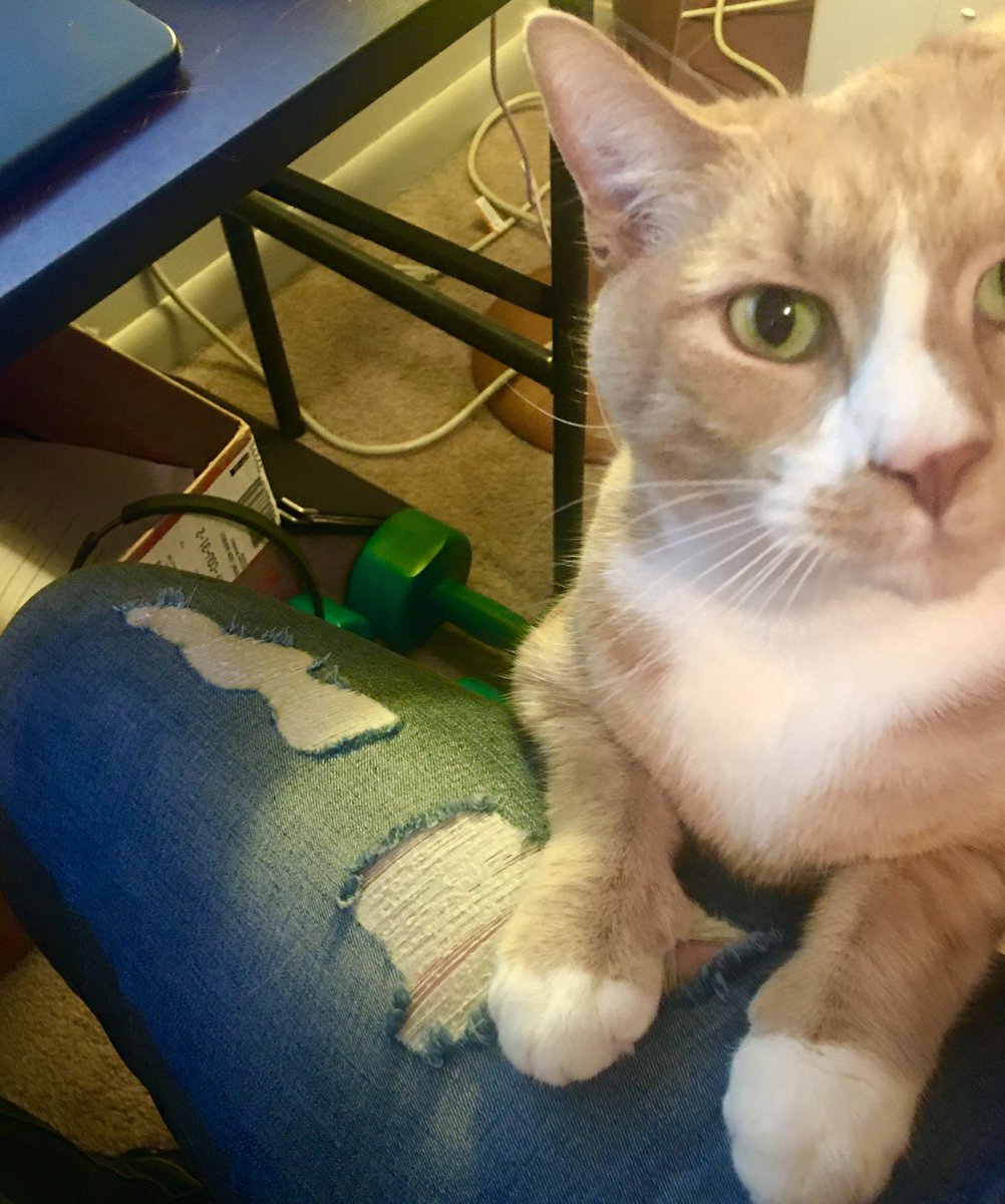 TinyBillyShow's tweet photo. #pawsofpossession Work from home edition. https://t.co/fRh0H5mLro