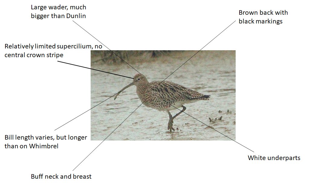 BirdingIchos's tweet photo. Curlew are relatively easily encountered around the coast of the UK, here is how to seperate them from other waders. If you record #nocmig then this sonogram analysis should also be helpful! Thanks to @_TCartz and @birding_buxton for their additional recordings! https://t.co/6RnwKuvQd0