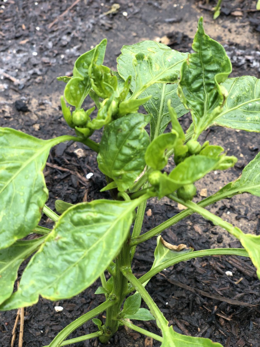 Checking up on @NISDStinson's #ProjectAcorn Garden. Veggies are coming in nicely. @stinsonprincess @Vgrona1 @SonnenMartinez @AngelaDearmond #AcornSkyhawk #APStin