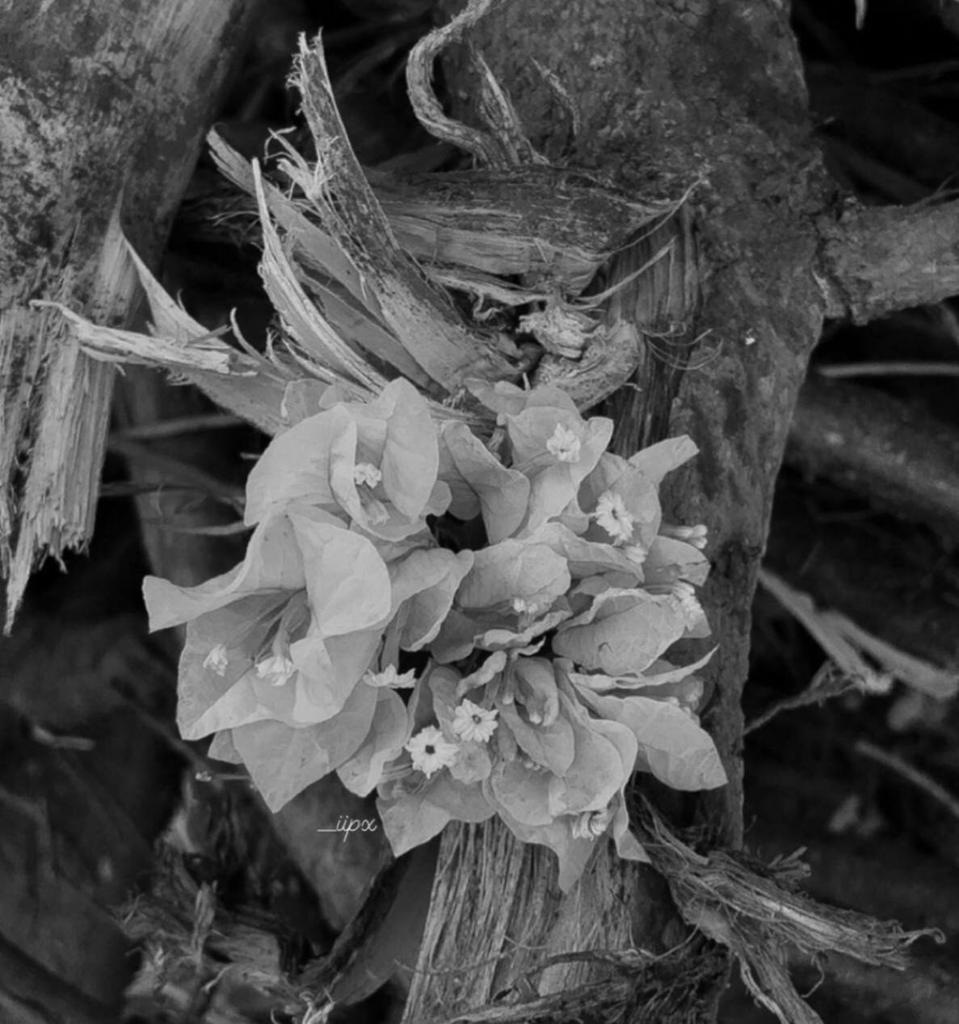 لفي الشال غطي ما استطعتي . . حرام 
تفتنين اللي بذمته بيّت ومرى"