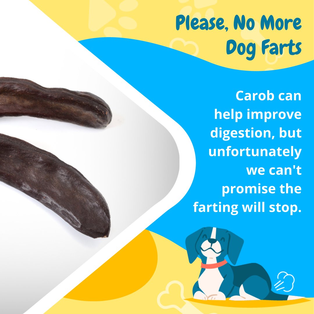 FetchDogTreats's tweet image. Our Carob Chip Delight treats are packed with carob, which studies show because it is rich in fiber, that it can help facilitate better digestion for your doggo. 

#GoFetchHappy #FetchDogTreats #SafeForDogs #BenefitsofCarob #HappyDog #HealthyDog #GoodDoggo #GoodDog