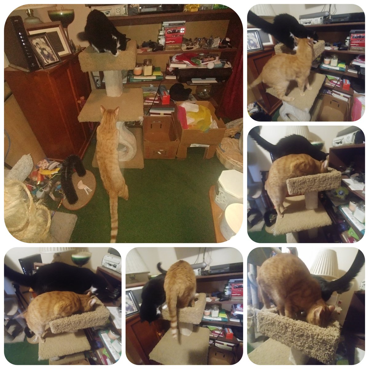 AjaxCheetto's tweet photo. Grandma @bobbyjo1201 found this cat tree for us and we are super into it! 💕 Hooray for Easter gifts! 🐰😼 #newcattree #eastergift #happycats #newsmells #CatsOfTwitter https://t.co/S8ZWtx2IYQ
