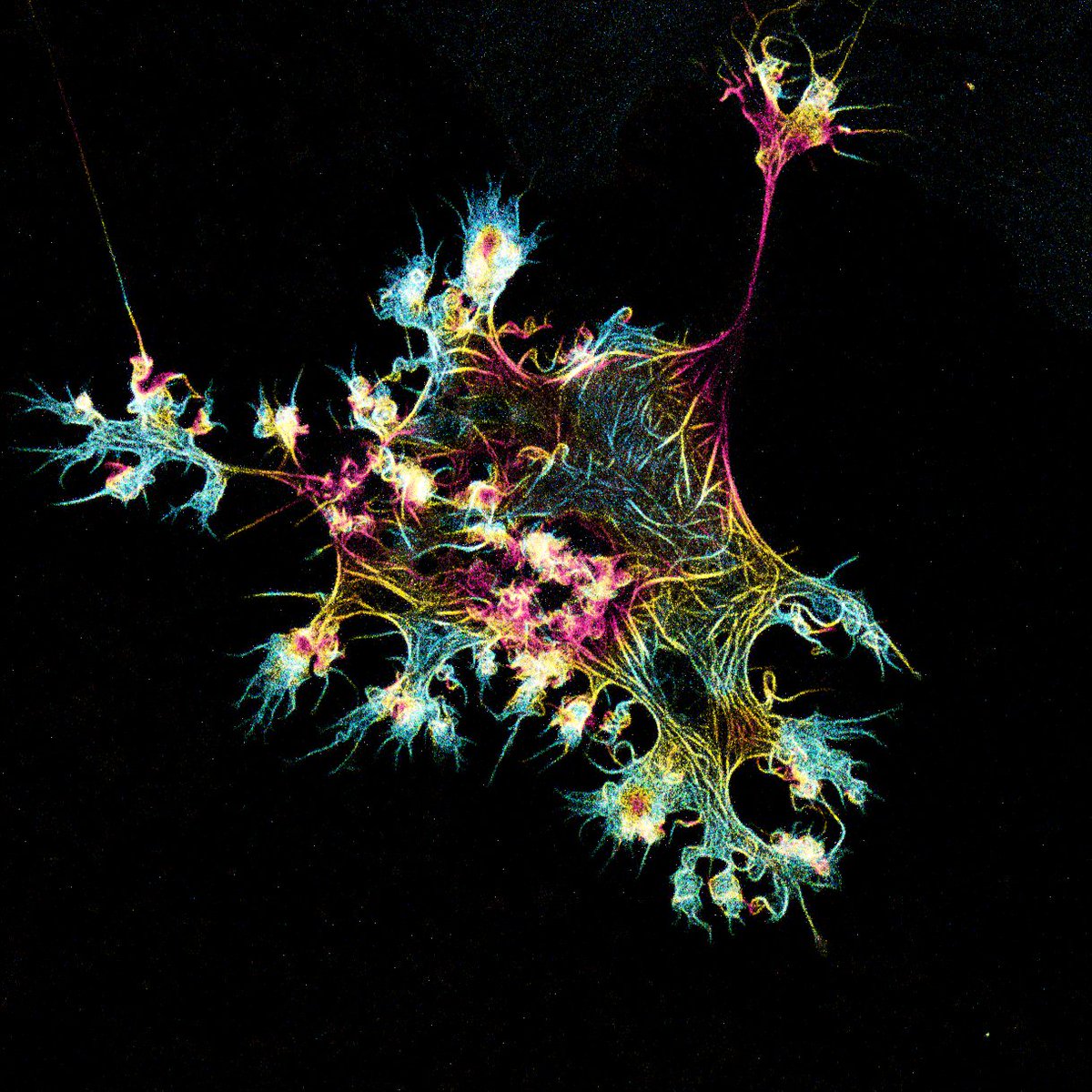 Hundreds of beautiful #microscope images were submitted to this year's Global Image of the Year Award competition. Here's a glimpse at a few of the images that received honorable mentions by our panel of jurors.

Click here to see all winning images - olympus-lifescience.com/IOTY
