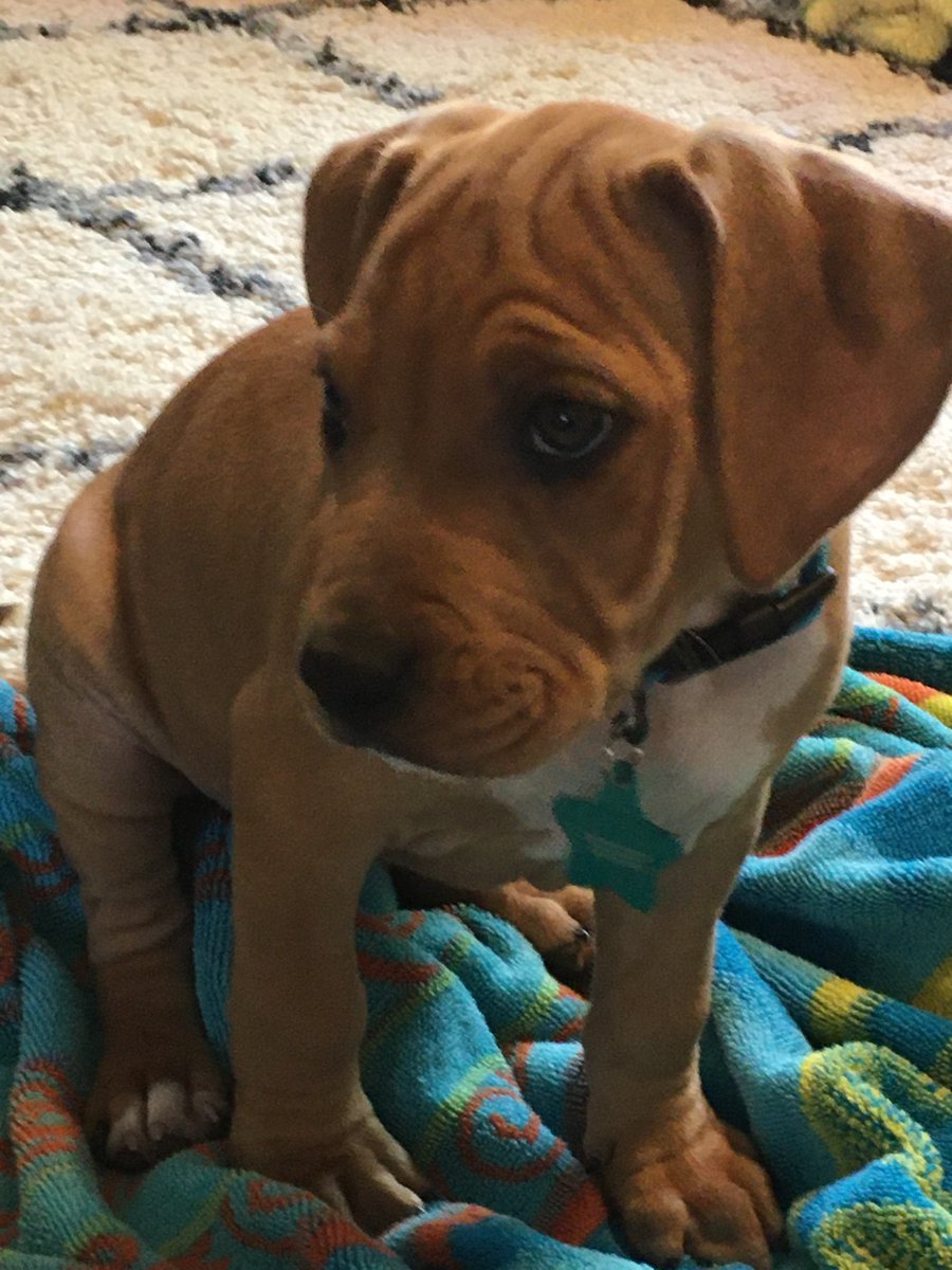 We decided it was time. Meet Prudence! Breed-hound mix. Age 9 weeks. Goals: nap &amp; play.