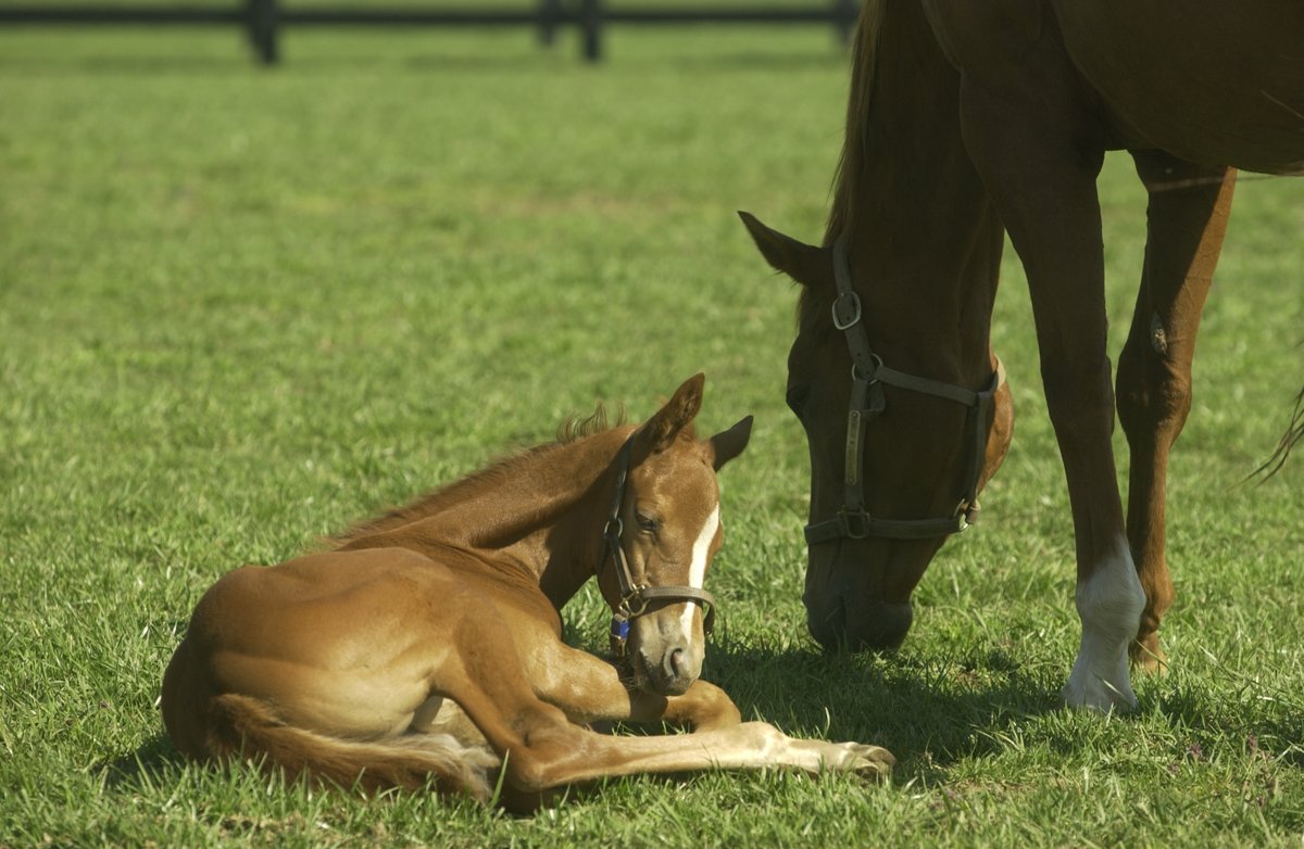 Researchers at the University of Kentucky’s Maxwell H. Gluck Equine Research Center and the Veterinary Diagnostic Laboratory have preliminarily identified a novel Rotavirus associated with diarrhea in very young foals. bit.ly/3cQAolI