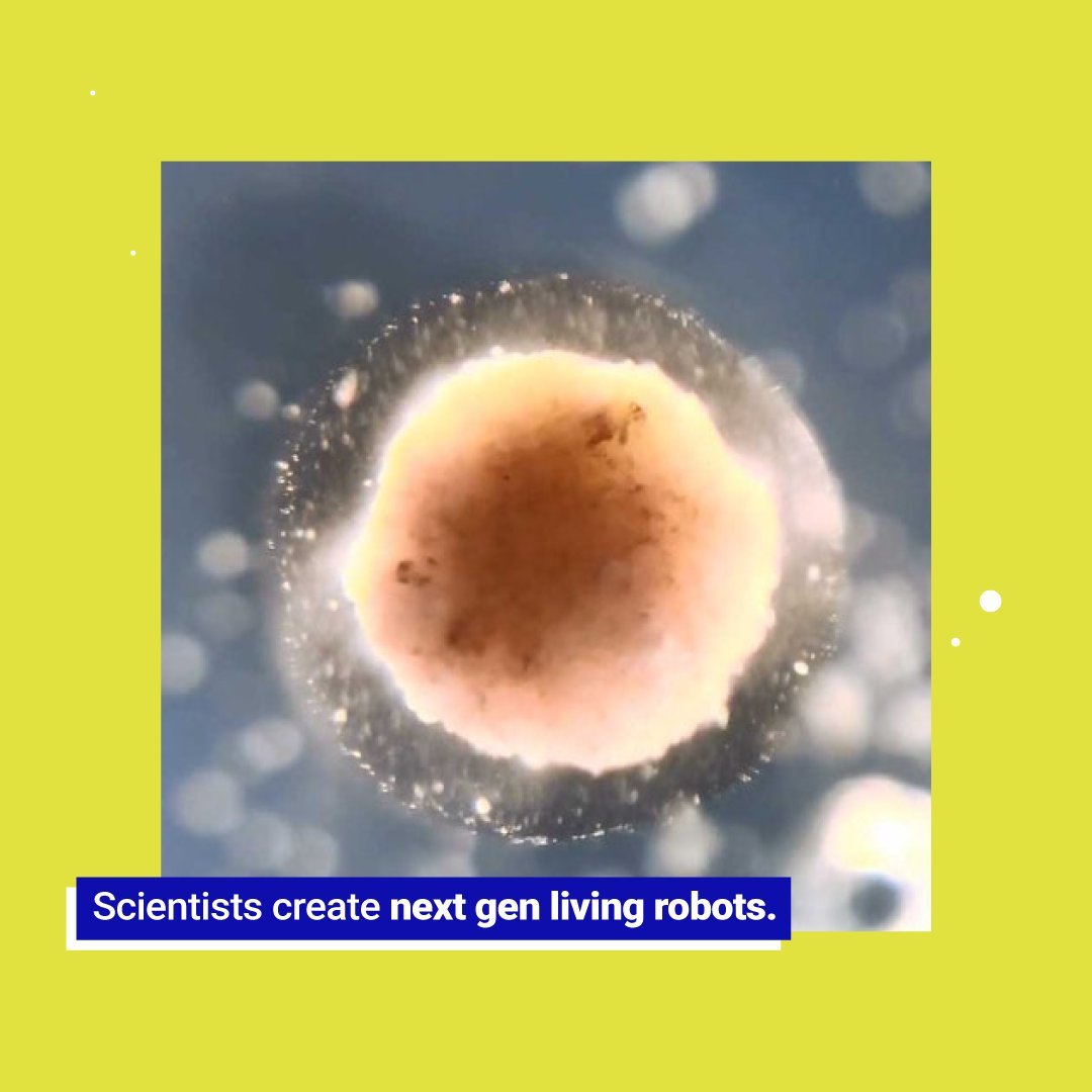 cognaize's tweet image. Scientists up to create the next version of Xenobots - tiny biological robots that self-assemble, carry out tasks, and can repair themselves. Now they can move faster, and record information.  Find more 👉ow.ly/hcGB50EgyTk
#scientists #xenobots #biologicalrobots