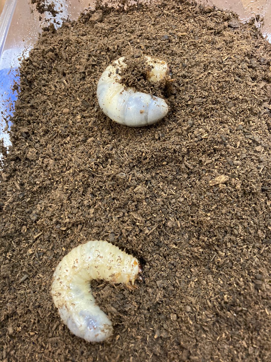 鬼龍院バタコ 自分の中では 蛹化前の最後の土替えのつもりなんだけども いつ頃蛹になるのかなあ