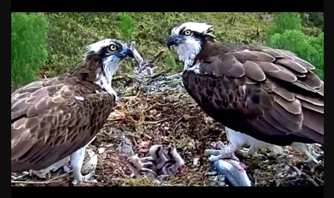 geemeff's tweet image. @DuncanWChisholm could we encourage you to bring your fabulous #TuneWithAView to Eas Chia-Aig falls on the approach to #LochArkaig? Or even onto the lovely white bridge over the river Arkaig. @WoodlandTrust #ArkaigOspreys are nearby, and you have many fans among their followers.