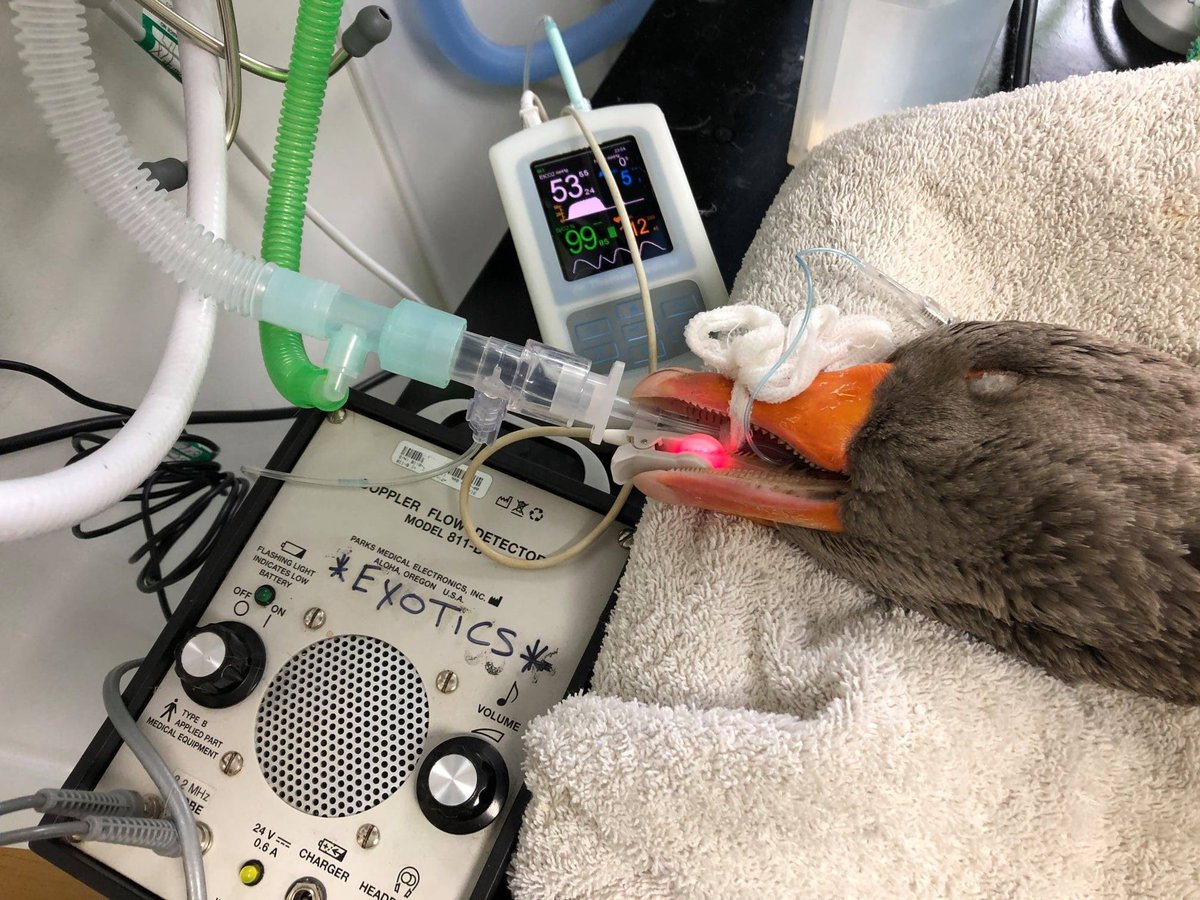 Just Exotics tweet media