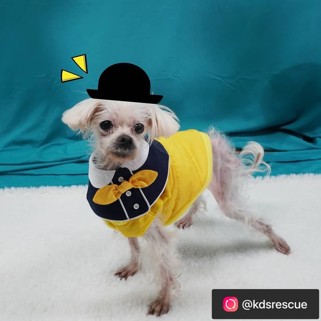 A few days ago, we rescued more than 60 cutie puppies with Daniel Henney Oppa. Thank you so much for helping us with the rescue and taking profile pictures to help us adopt our children ❤