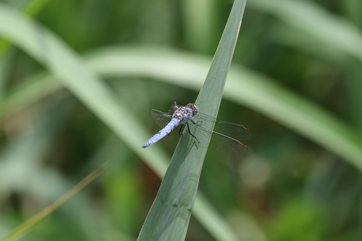 amjlip's tweet photo. #lockdownlisting 22/7/19 รoruh Valley NE Turkey. A small farm with Ionian Emperors, White-bordered Graylings & possible Southern Darter? Re-examining photos & consulting Dijkstra actually southern ssp. of Keeled Skimmer, O. c. anceps, once considered separate species O. ramburii. https://t.co/9u4xrlCUCu