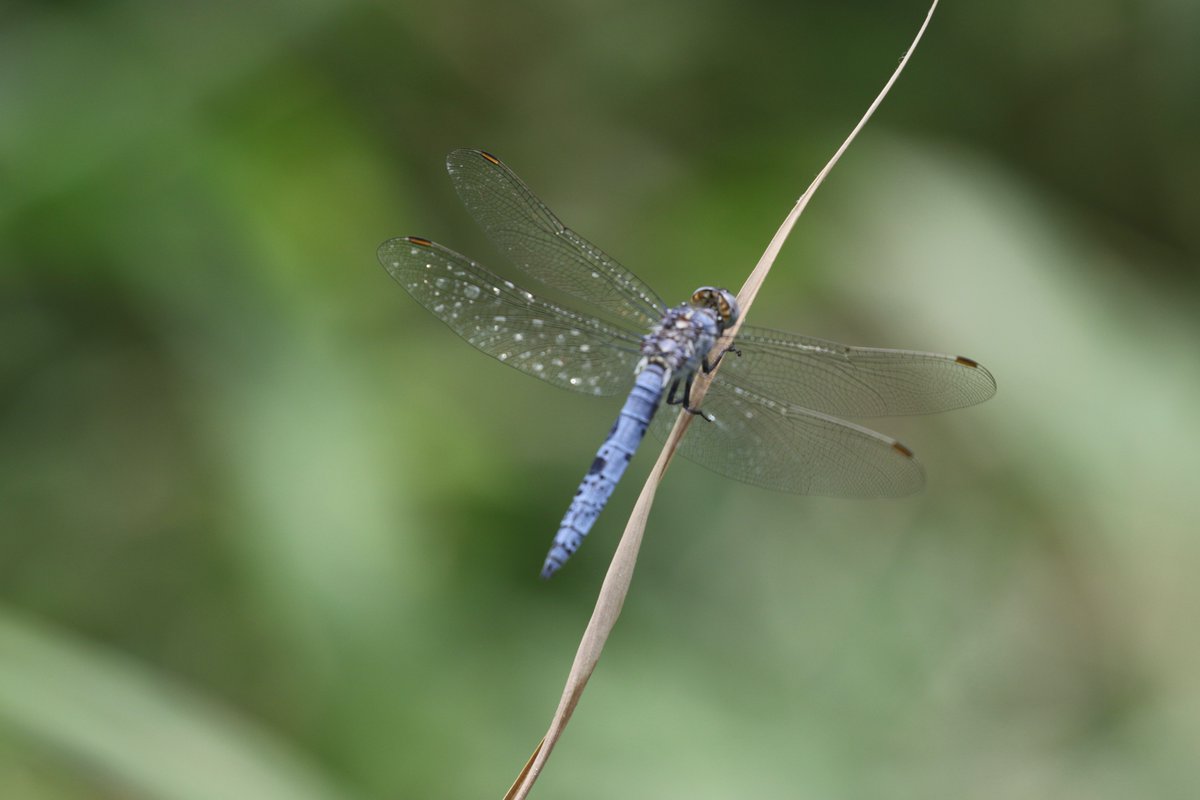 amjlip's tweet photo. #lockdownlisting 22/7/19 รoruh Valley NE Turkey. A small farm with Ionian Emperors, White-bordered Graylings & possible Southern Darter? Re-examining photos & consulting Dijkstra actually southern ssp. of Keeled Skimmer, O. c. anceps, once considered separate species O. ramburii. https://t.co/9u4xrlCUCu