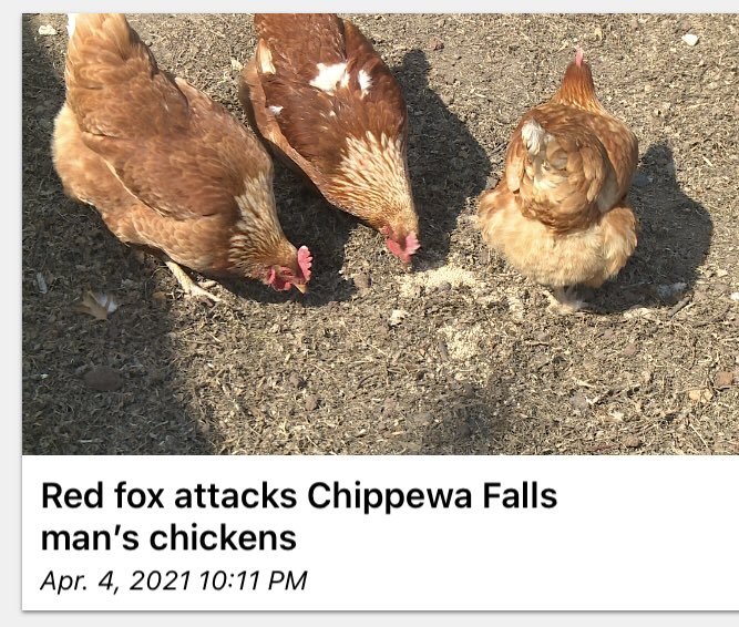 Maybe he was just looking for Easter egg?? #slyfox