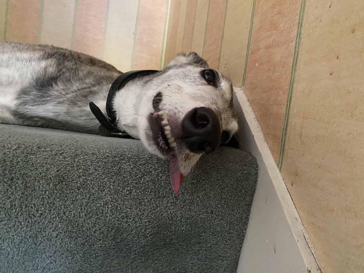 ukpatentagent's tweet photo. @DianeY_GL Here’s Benson, who is confident that property in an item of food ends as soon as you stop looking at it. https://t.co/RegaAk4uLh