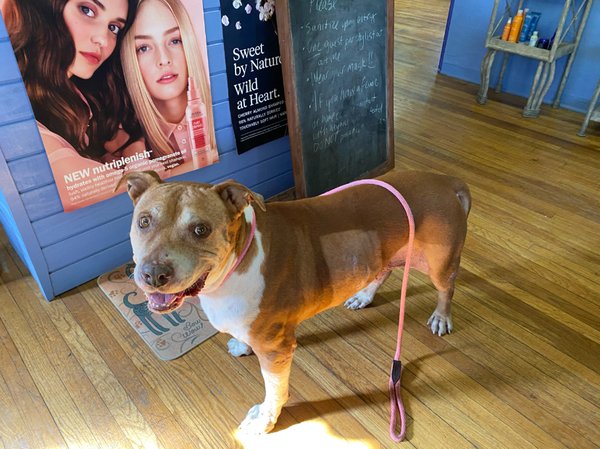 Adoptable #Dog #Chestnut_PIMAAZ_01 I wentz field tripz to get lady’s hairs cutz. Was da bestest boi.  getpet.info/Chestnut_PIMAA…