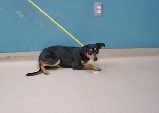 KTVN's tweet photo. ABANDONED DOGS: 
Now, nearly 40 dogs have been found abandoned at Sun Valley Regional Park. The county is still seeking information on what happened. If you want to adopt the dogs, call the Nevada Humane Society. More: https://t.co/X1Lwtgy8cr https://t.co/j1CHya9sXe