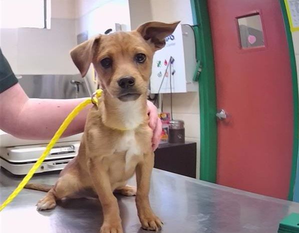 KTVN's tweet photo. ABANDONED DOGS: 
Now, nearly 40 dogs have been found abandoned at Sun Valley Regional Park. The county is still seeking information on what happened. If you want to adopt the dogs, call the Nevada Humane Society. More: https://t.co/X1Lwtgy8cr https://t.co/j1CHya9sXe
