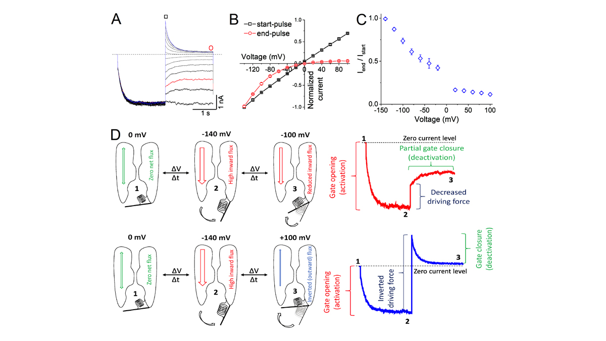 JGenPhysiol's tweet photo. Marmolejo-Murillo, Sánchez-Chapula, Rodríguez-Menchaca @LaUASLP and colleagues identify a new intrinsic gating mechanism powered by the K+-flux in Kir4.1/Kir5.1 channels, which induces voltage-dependent inward rectification. https://t.co/LJd3zDbEbk
#Biophysics #CellularPhysiology https://t.co/9AkmbMTh3y